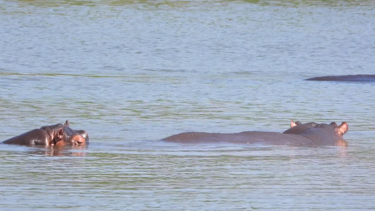 Telephoto shot of hippos relaxing on the surface of a lake in Kruger National Park