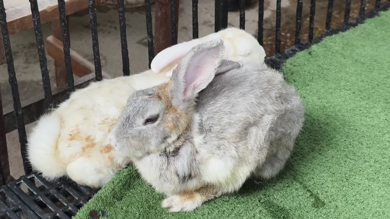 두 마리의 토끼가 동굴에서 휴식을 취하고 있다.