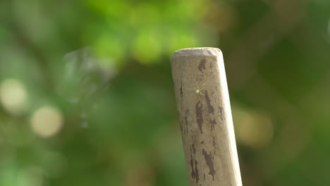 little spider crawling on wooden pole