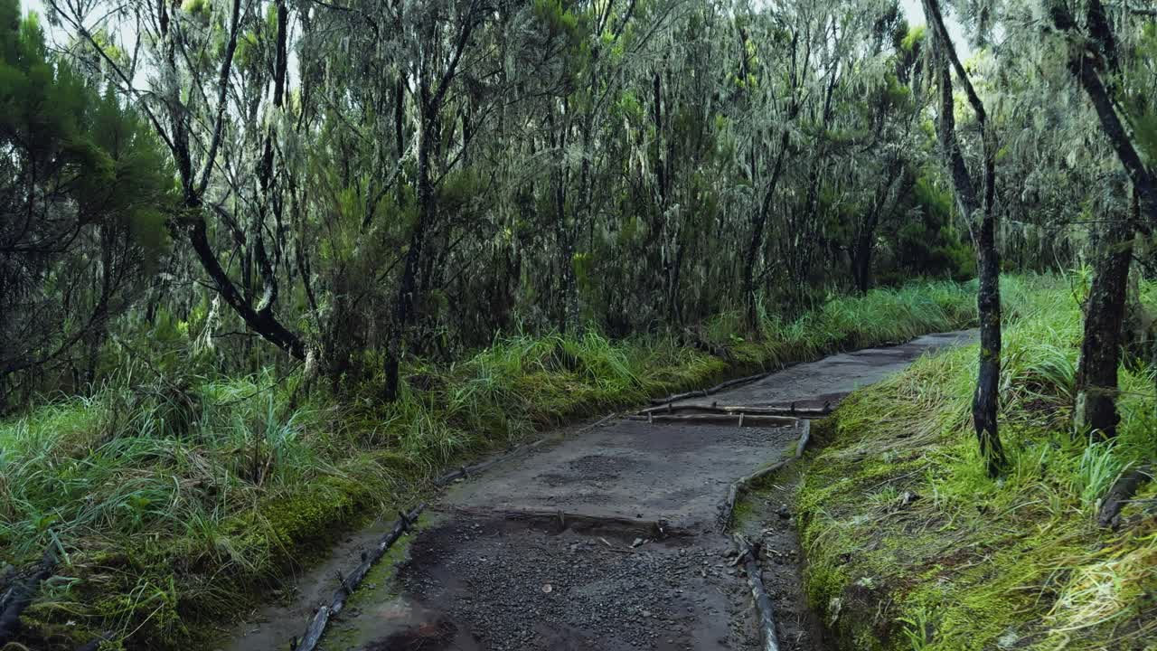 Misty wooded trail on Mount Kilimanjaro with rocks and branches, early morning trek, smooth walking pov