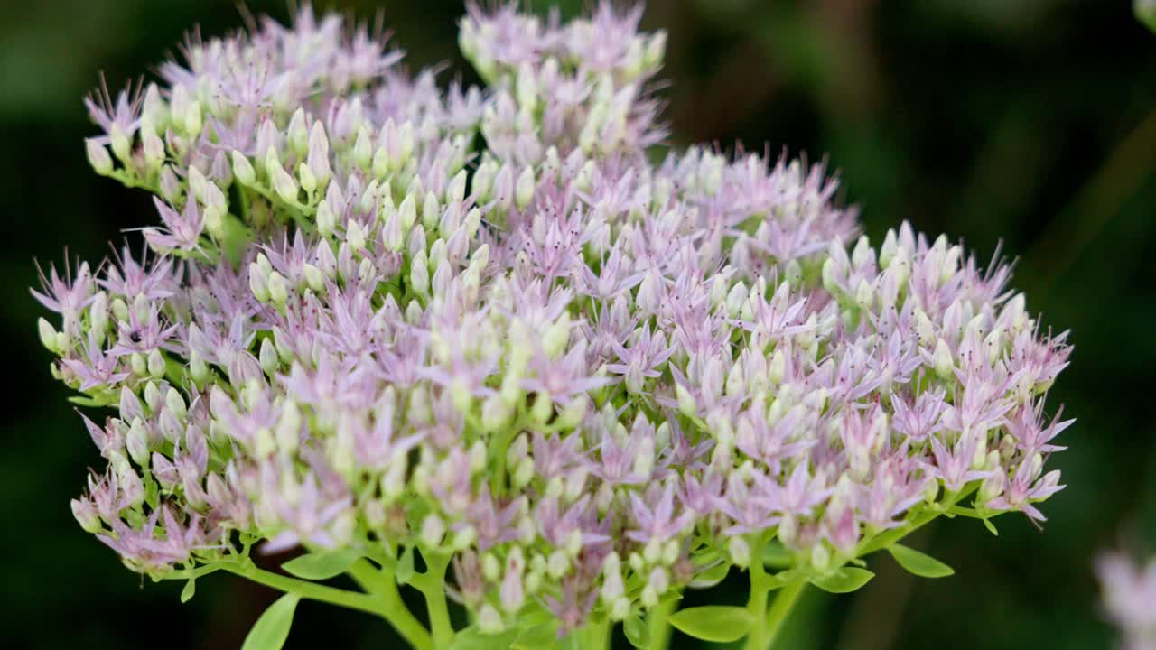Close-up in slow motion shot of Hylot&eacute;l&eacute;phium spectabile flowers in bloom