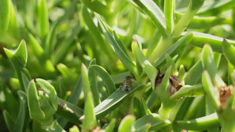 cerca de abeja caminando sobre follaje verde