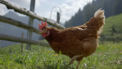 free range organic chicken hen roaming freely on outdoor farm grass field, slow motion