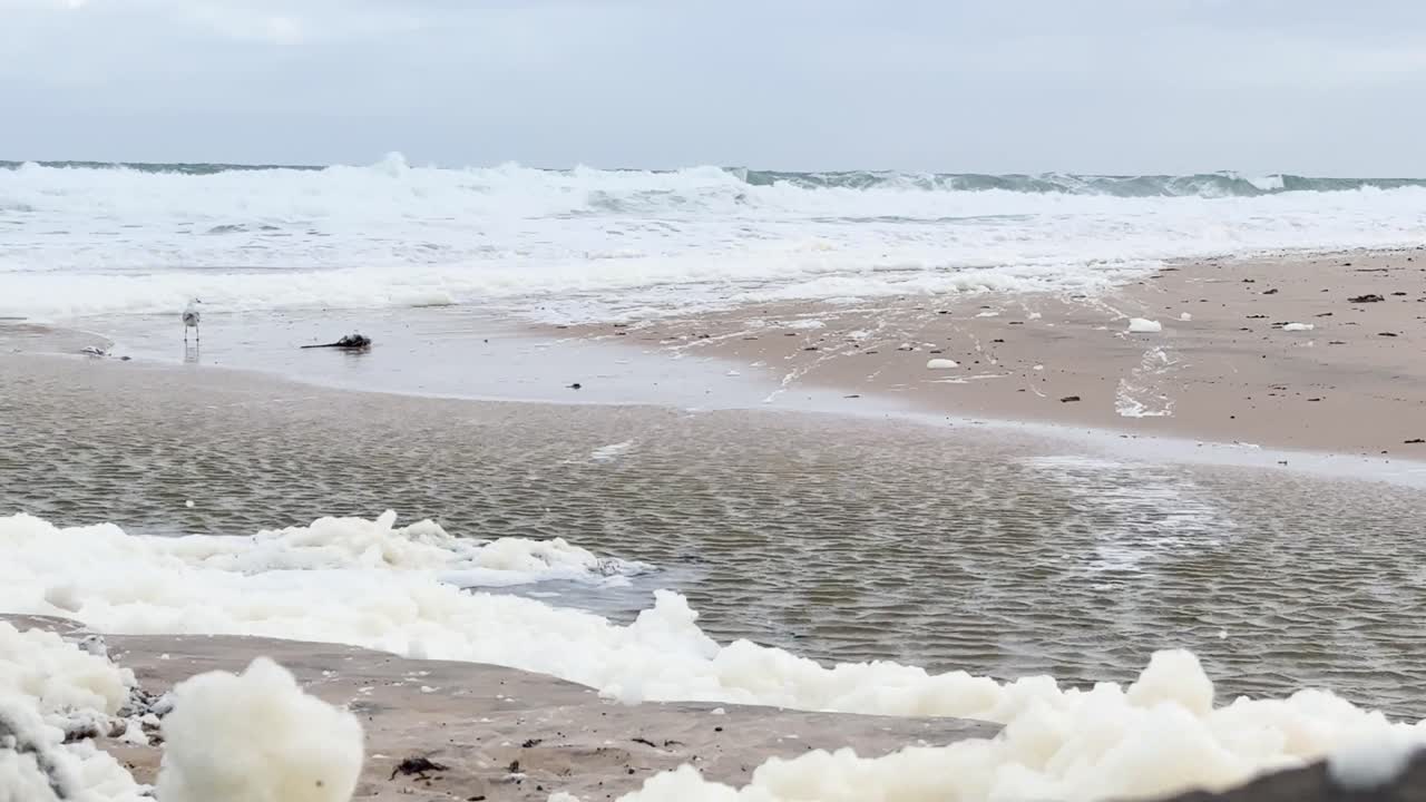 An intense Karenia mikimotoi algal bloom creates thick, unnatural foam on the shoreline. This evocative scene highlights environmental concerns, marine impact, and the fragile balance of nature