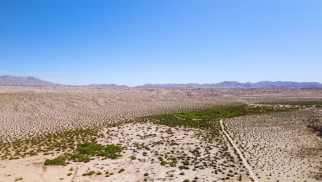 ocotillo plants growing in the desert in california, usa
