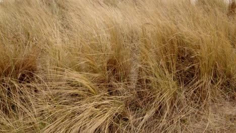 close-up-shot-of-marram-grass-on-Ingoldmells,-Skegness-beach