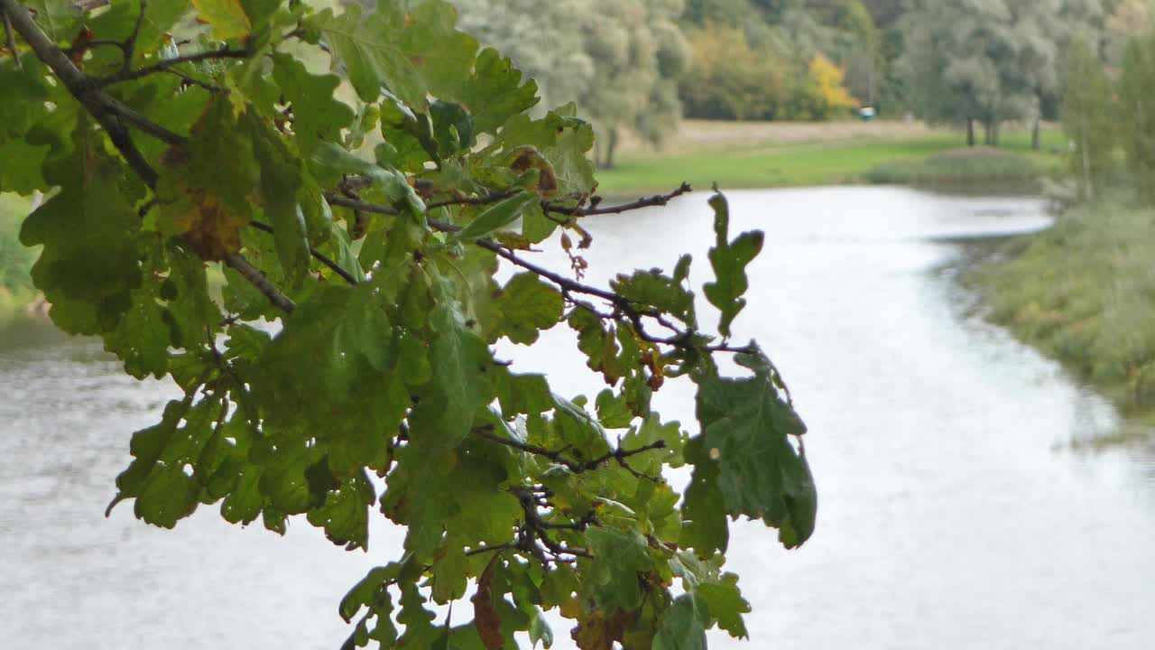 가을 노란 잎은 바람에 의해 움직입니다