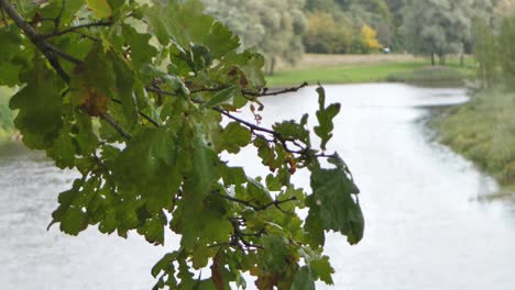 Autumn yellow leaves are moved by the wind