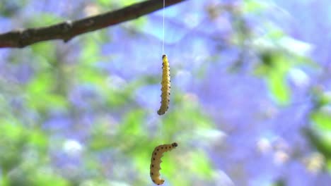 las orugas trepan a un hilo en un árbol y se balancean hacia adelante y hacia atrás con el viento