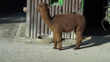 a brown alpaca full body standing in front of the barn in seoul zoo, seoul grand park, south korea - face close up