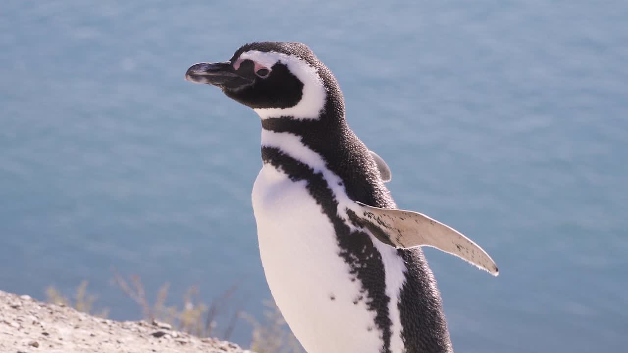 pingüino de magallanes moviendo la cabeza, spheniscus magellanicus - vista en cámara lenta