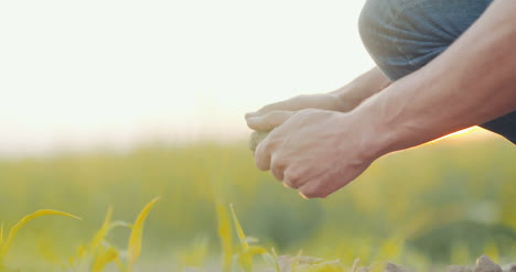 soil agriculture farmer hands holding and pouring back organic soil