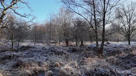 Pull back drone aerial reveal frozen water Epping Forest UK in winter frost