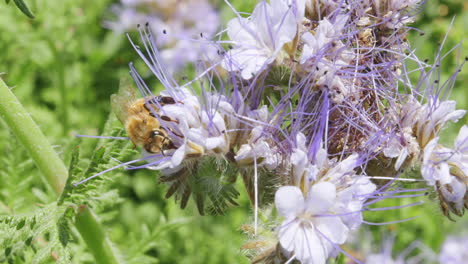 Bee-close-up-macro-tiny-insect-collecting-nectar-from-flower-in-wild-land-green-field