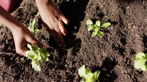 de las manos de un niño afroamericano plantando verduras en un jardín soleado, cámara lenta