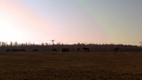 horses graze in field under colorful sunset sky, tele