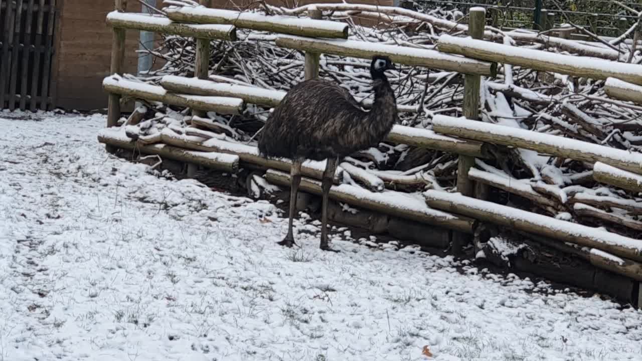 Påfugl i snøen i Berlin om vinteren i den snødekte Hasenheide-parken HD 30 FPS 8 sek.