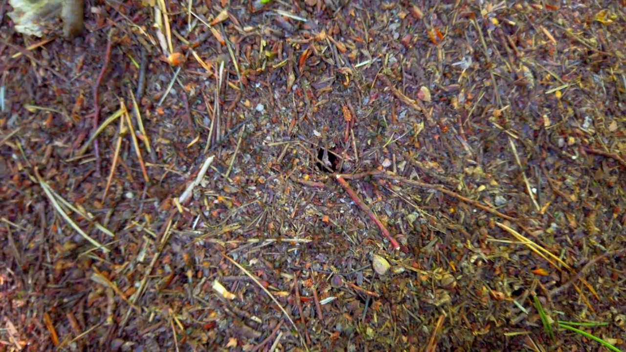 An anthill in the woods.