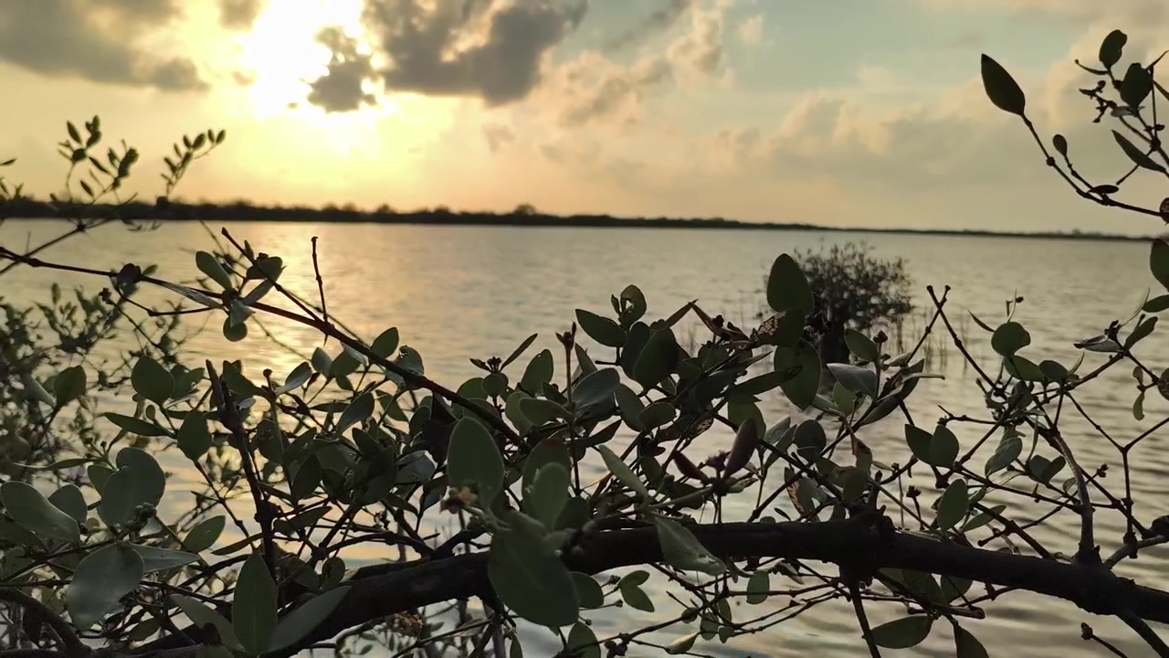 Pôr do Sol Dourado Sobre Lago Calmo Com Galhos de Árvores em Primeiro Plano