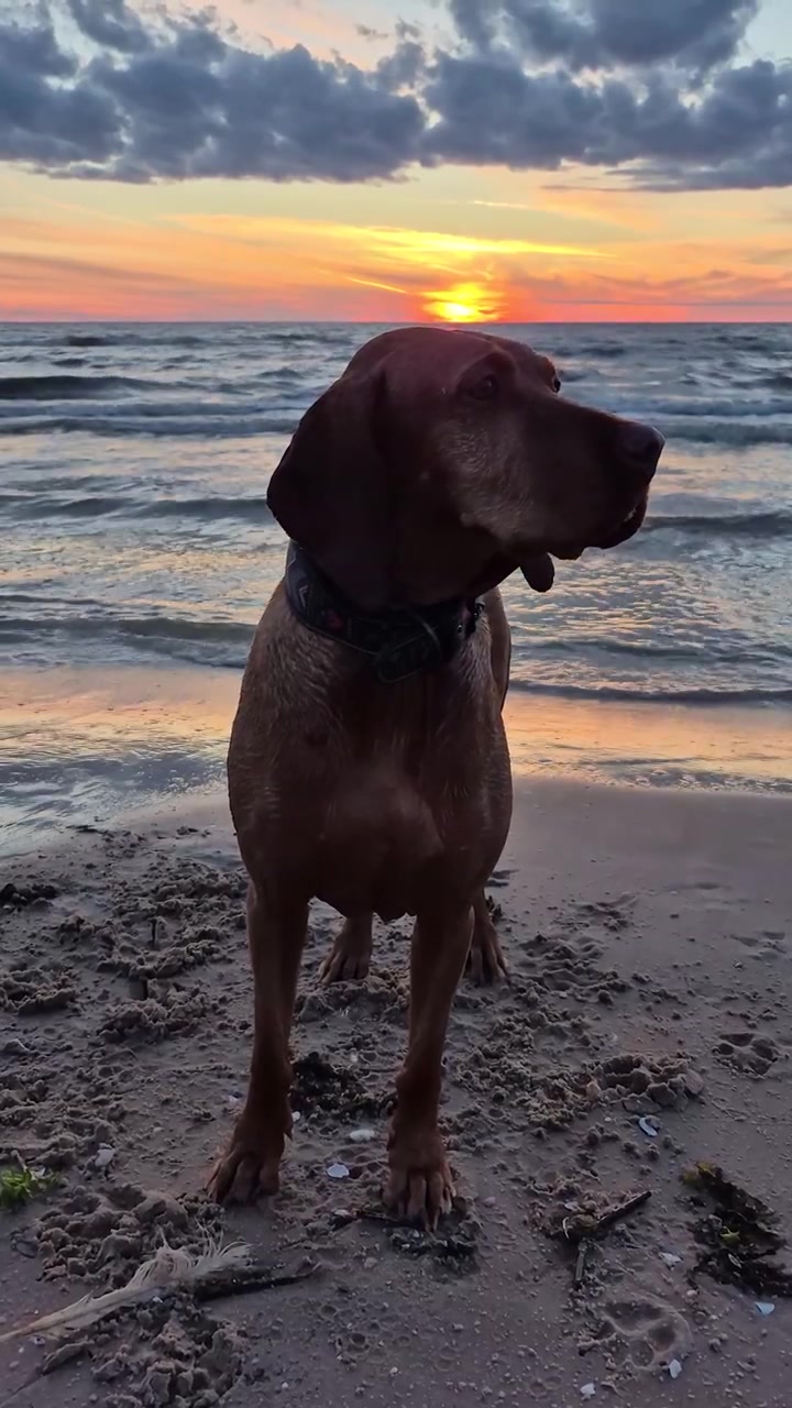 Altın Rengi Gün Batımında Denizde Oynayan, Dalgaların Arasından Zıplayan ve Yaz Akşamının Keyfini Çıkaran Macar Vizsla Köpeği. Mutlu, Aktif Köpek Anlarını, Doğayı, Okyanusu, Plajı ve Gün Batımı Işığını Yakalayan Statik Video.