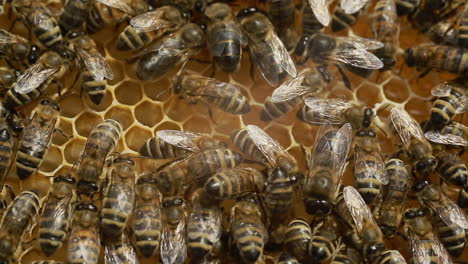 bees work on honeycomb. view of the working bees on the honeycomb