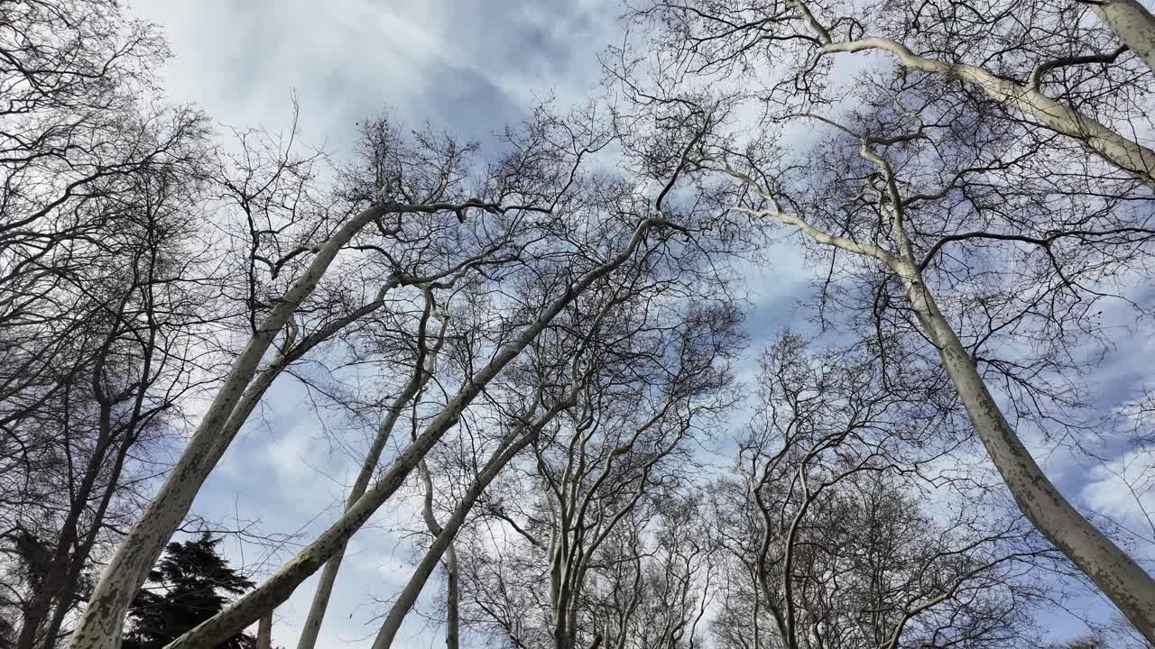 Bare Trees Against a Cloudy Sky