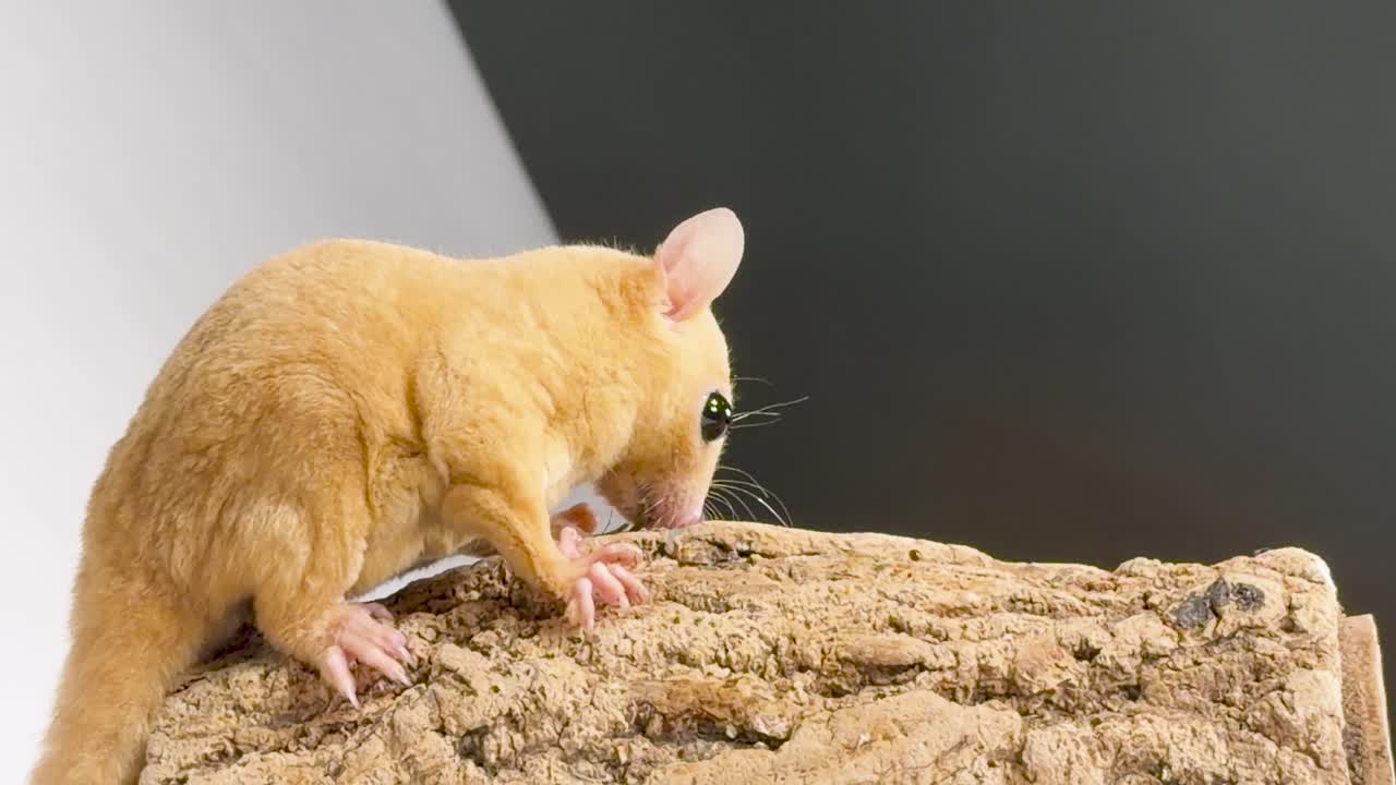 Um filhote de gambá-açucareiro dourado come um bicho-da-farinha em um tronco de casca sob iluminação suave de estúdio, vista lateral estática