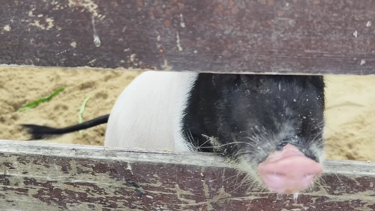 나무 울타리 뒤 에 있는 돼지 들