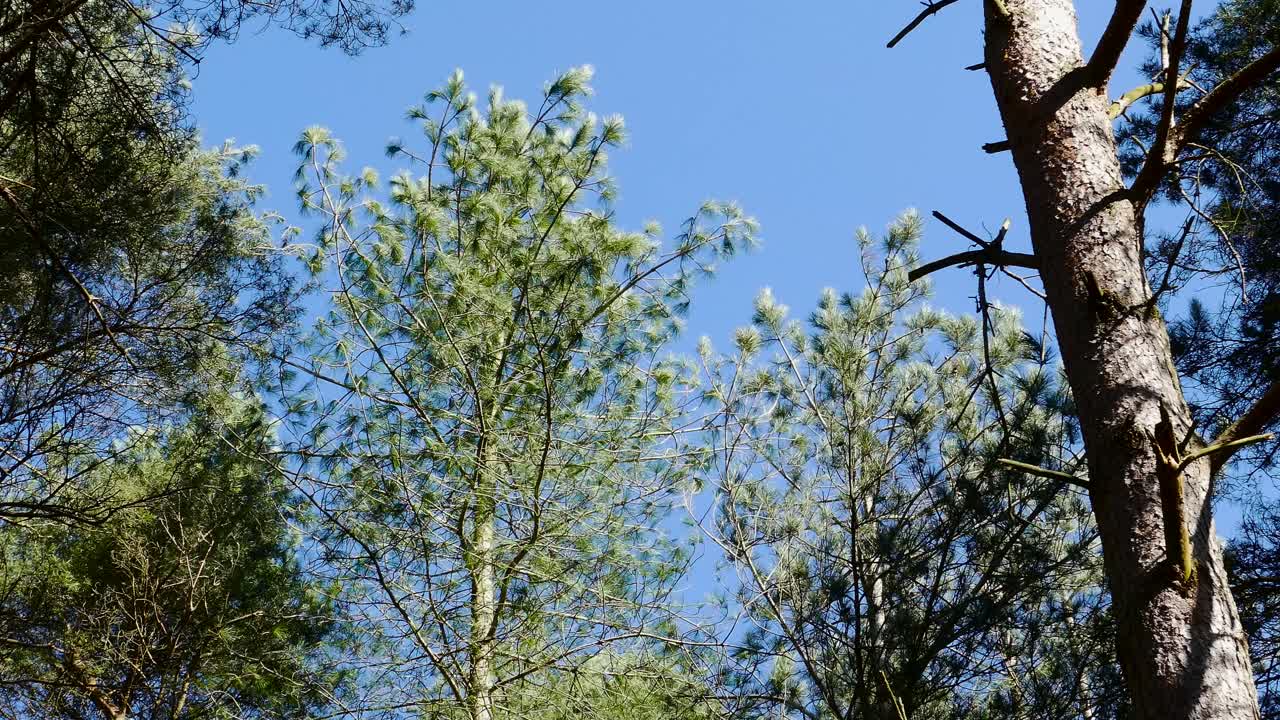 лиственные деревья в густом лесу, спокойно покачивающиеся на ветру