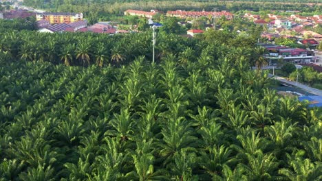 aerial view local village town surrounded by grove of oil palm tress capturing vastness of commercial plantation with beautiful sunlight shinning on the fronds, sitiawan, perak, malaysia