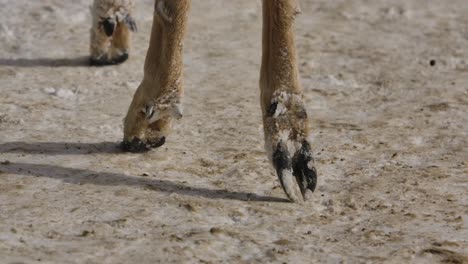 whitetail-deer-hooves-closeup-slowmo-walking-winter-road-and-snow