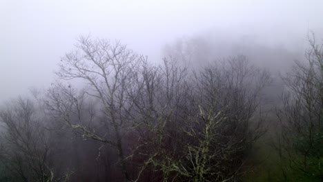 heaving fog at treetops aerial approach