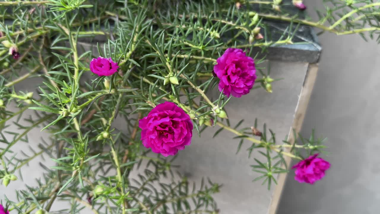 Tracking shot of Portulaca grandiflora flower also known as moss rose, Pink Portulaca Blossoms in the garden