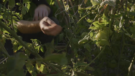 wide shot of a tomato plant that is being harvested