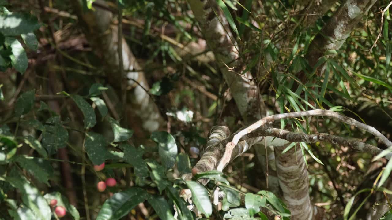 anthracoceros albirostris de varios colores oriental posado dentro de un follaje de un árbol fructífero y luego salta hacia abajo a medida que desaparece, parque nacional khao yai, tailandia