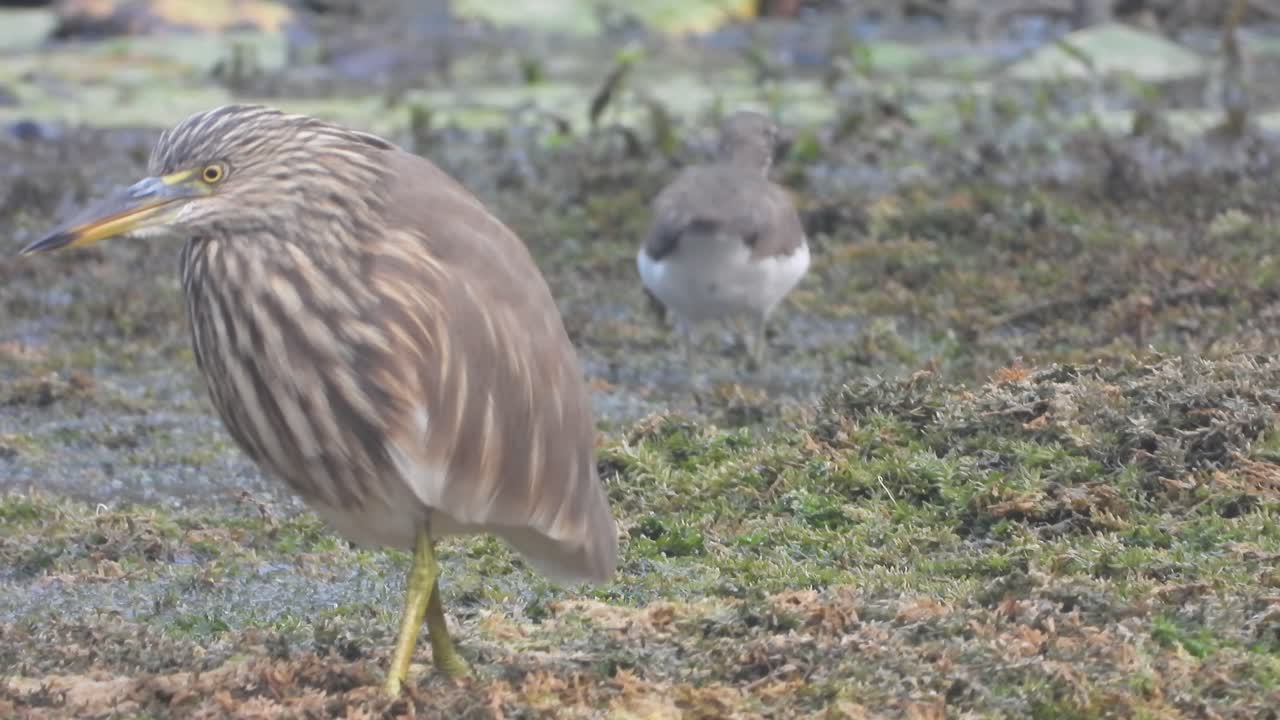 Pond heron and sandpiper in pond area .