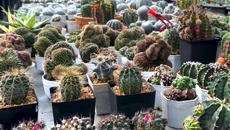 explore a vibrant array of cacti arranged in rows within a sunlit greenhouse, showcasing various species and colors.