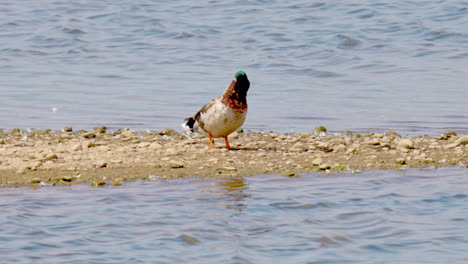 wild ducks mallard male, female on the lake shore in lincolnshire marshlands