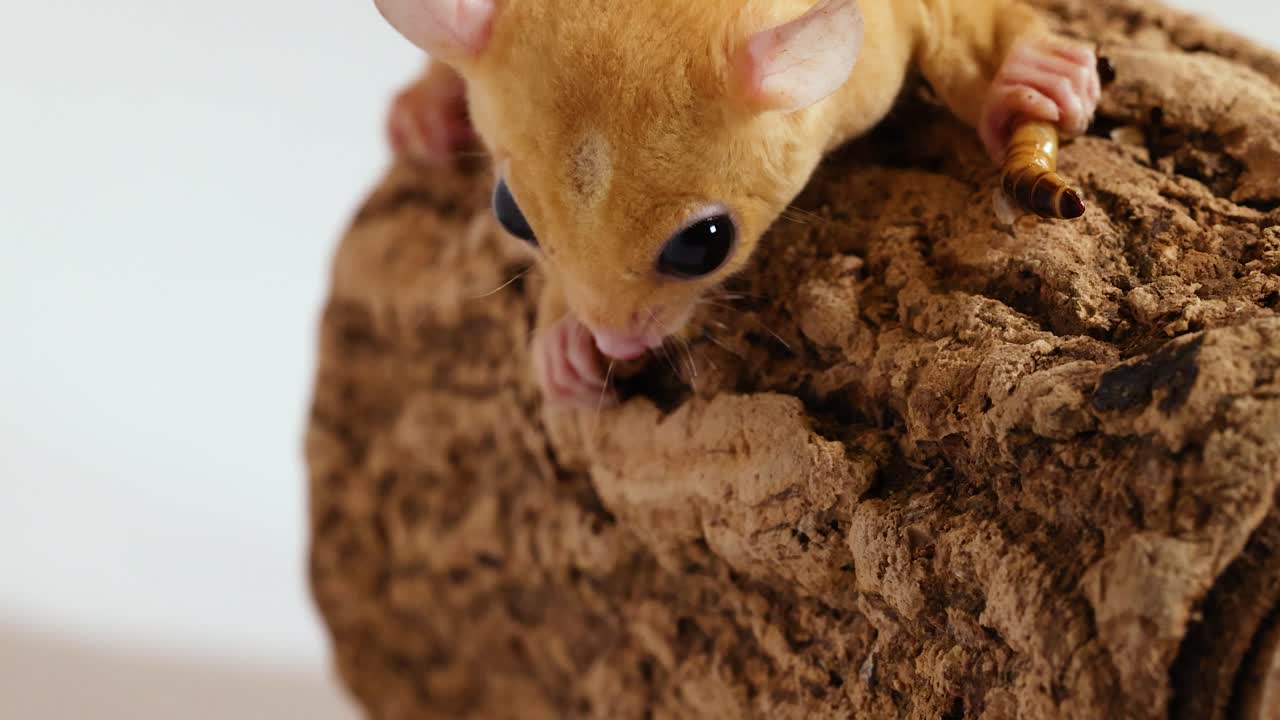 Un piccolo petauro dello zucchero leucistico mangia un verme della farina mentre è appollaiato su un tronco ruvido