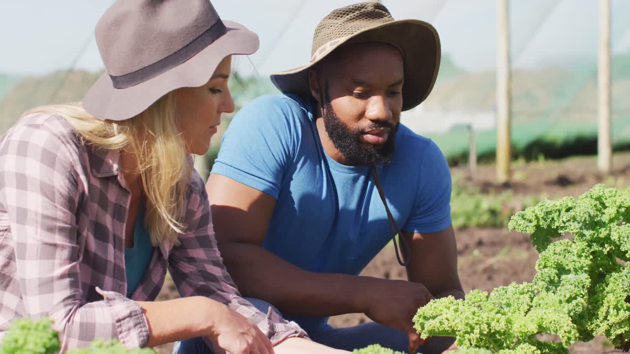 video de una mujer y un hombre felices y diversos chequeando plantas y hablando en el invernadero