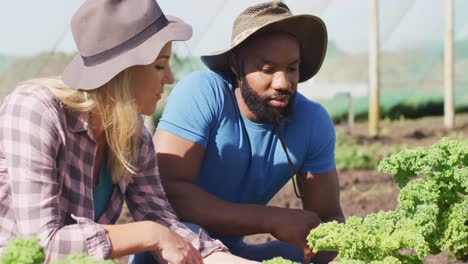 Vídeo-De-Una-Mujer-Y-Un-Hombre-Felices-Y-Diversos-Revisando-Plantas-Y-Hablando-En-Invernadero