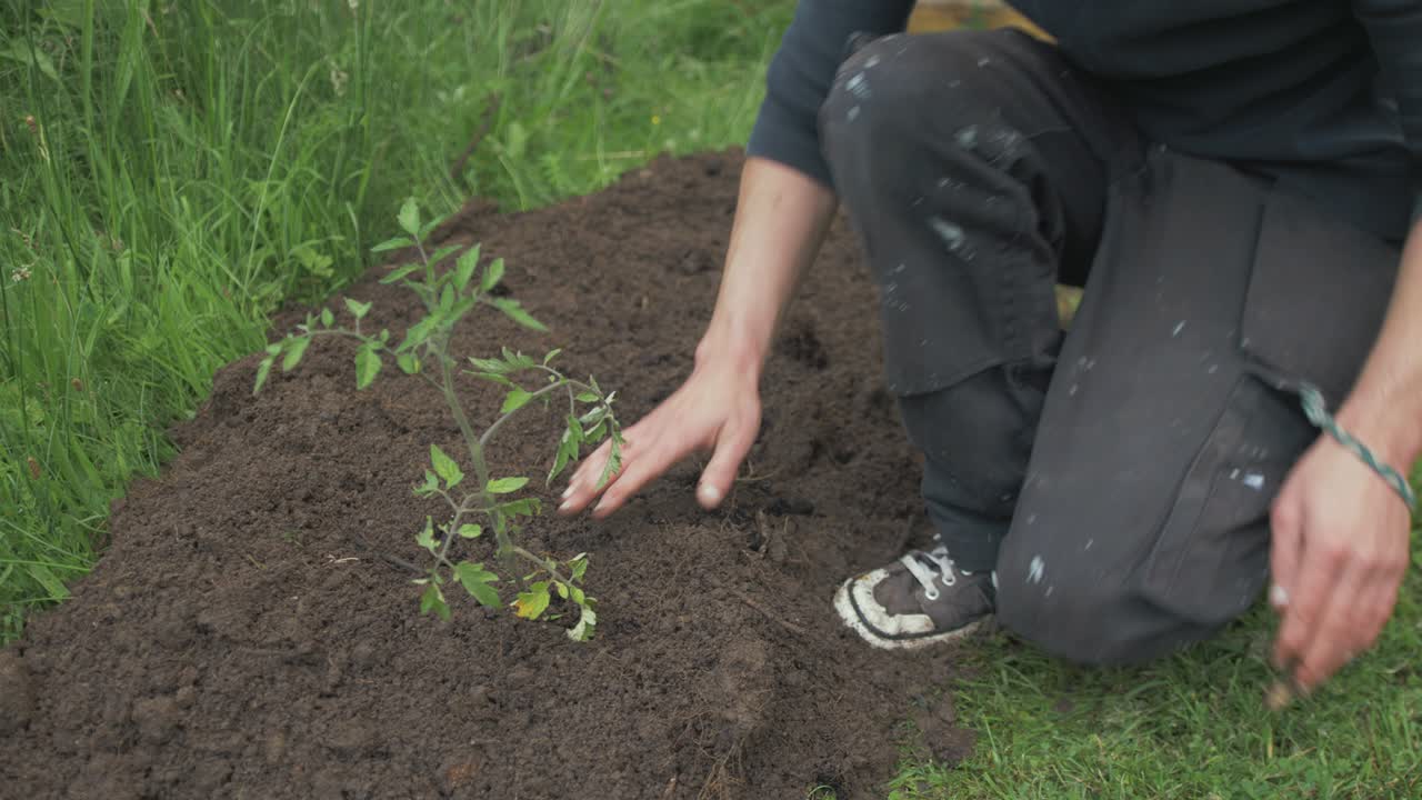 Young gardener planting out tomato plant into garden soil