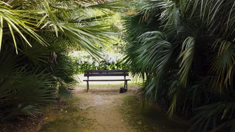 Bench-and-grey-cat-nestled-between-tropical-fan-palm-bushes-on-windy-day,-Static