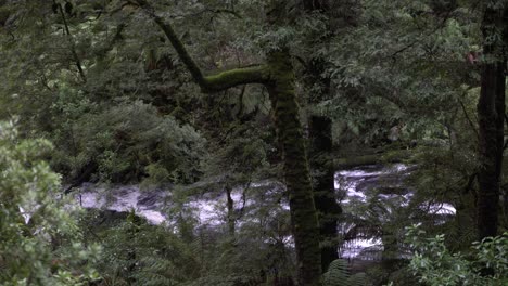 Flusslauf-Im-Regenwald-Zwischen-Bäumen