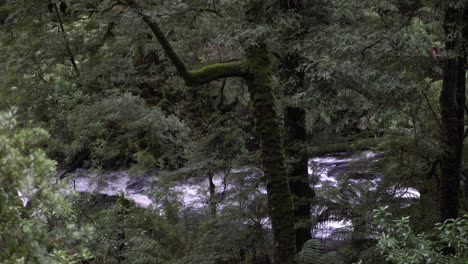 Corriente-De-Río-Que-Corre-En-La-Selva-Tropical-Entre-árboles