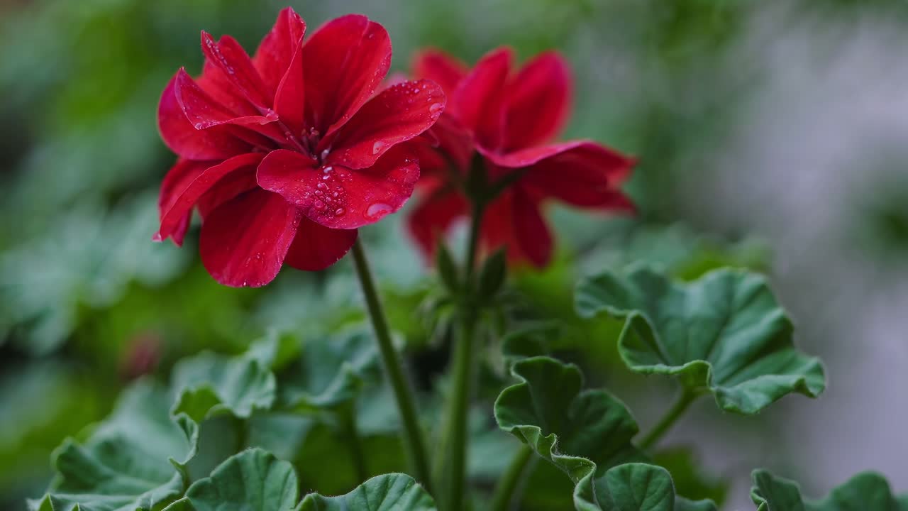 Vídeo em close-up de flores vermelhas vibrantes com orvalho, capturado ao nível dos olhos