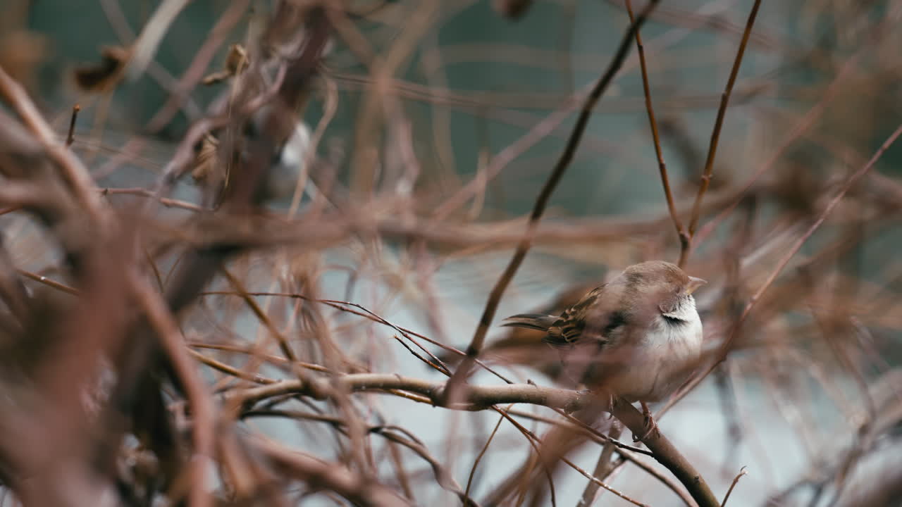 House sparrows perched in barren bushes, birds sitting together on branches