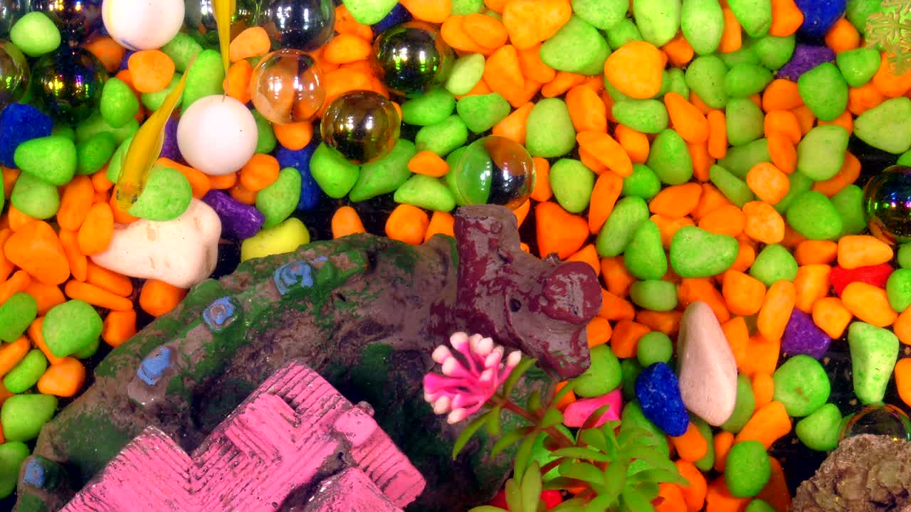 peces bajo el agua en un acuario colorido