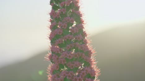 stunning colorful flowers of tajinaste rojo echium wildpretii against sunset sky