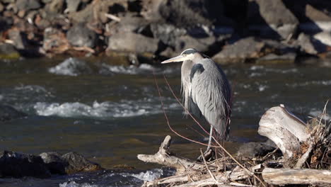 great blue heron standing in a river